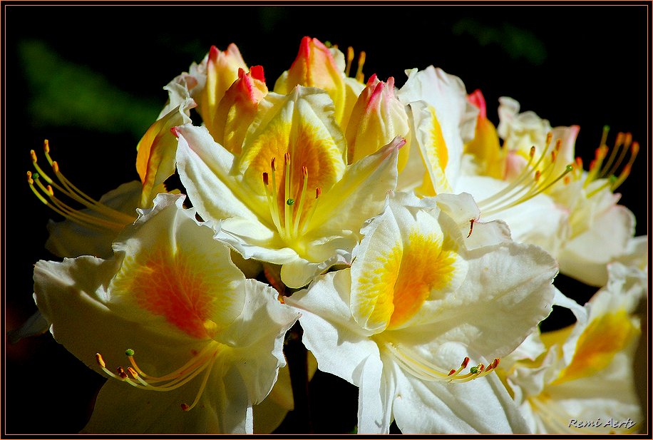 фото "Rhododendron" метки: природа, макро и крупный план, цветы