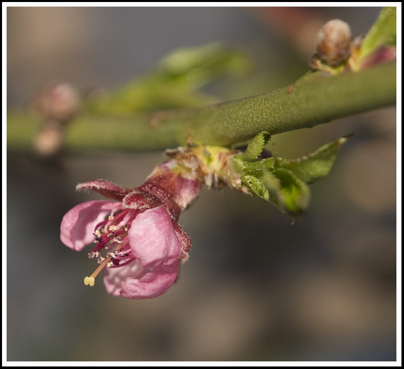 photo "Peache" tags: nature, flowers