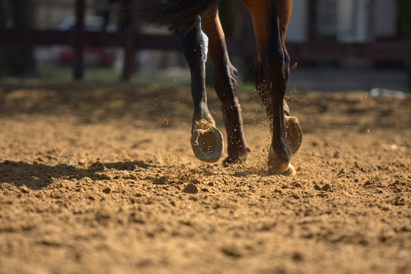 photo "***" tags: nature, genre, pets/farm animals