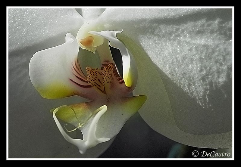 фото "Orquidea" метки: природа, макро и крупный план, цветы