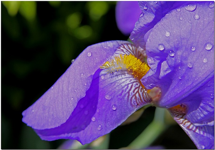 фото "Iris Con Agua" метки: природа, цветы