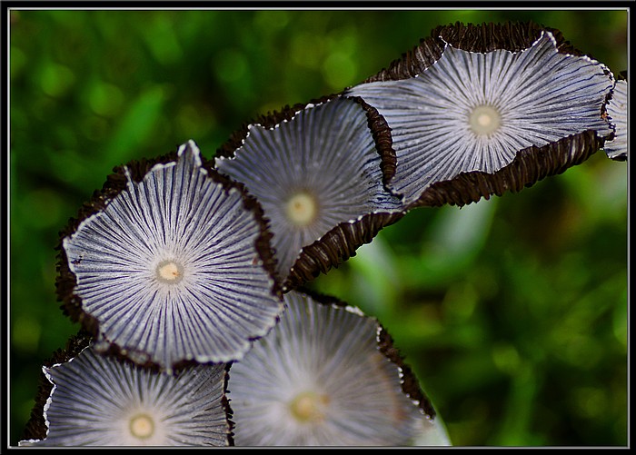 photo "Topsy" tags: macro and close-up, nature, flowers