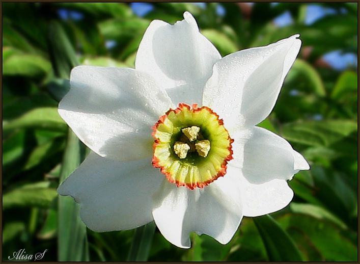 фото "Нарцисс." метки: природа, цветы