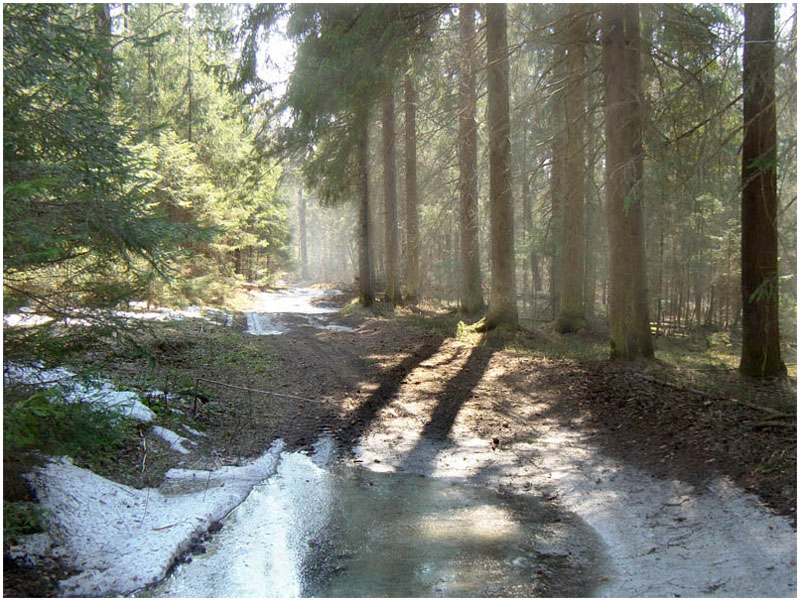 фото "Последний снег." метки: пейзаж, весна, лес