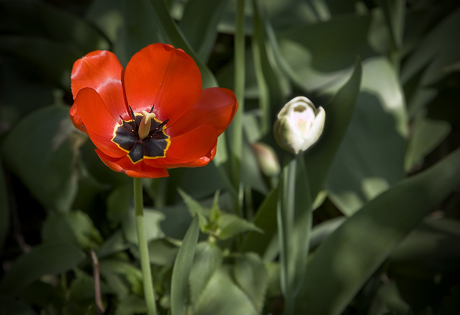 photo "***" tags: nature, flowers