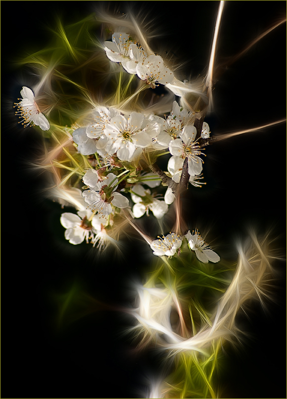 photo "Spring fantasy" tags: nature, abstract, flowers