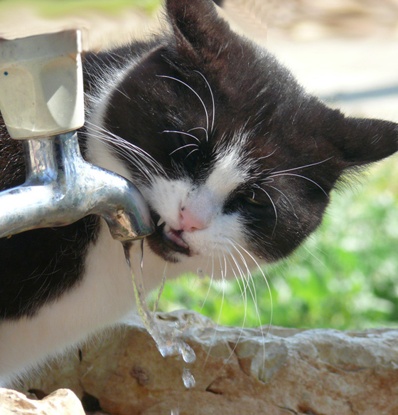 фото "Thirsty" метки: природа, домашние животные