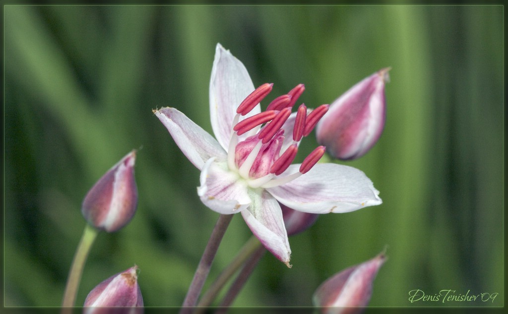 photo "***" tags: nature, macro and close-up, flowers