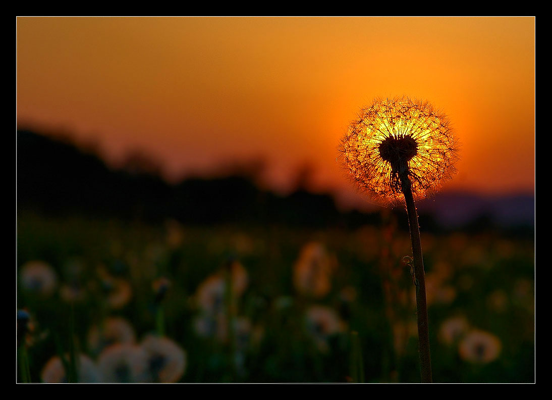 фото "the dawn" метки: природа, пейзаж, закат, цветы