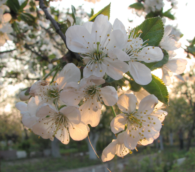 photo "***" tags: landscape, nature, flowers, spring