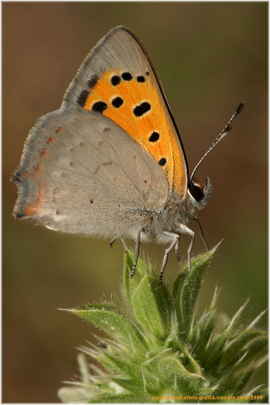 photo "Lycaena phlaeas (Linnaeus, 1761)" tags: macro and close-up, nature, insect