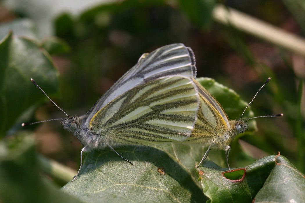 photo "***" tags: macro and close-up, nature, insect