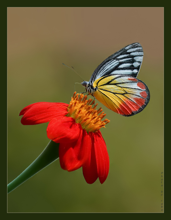 photo "Flying flower..." tags: nature, insect