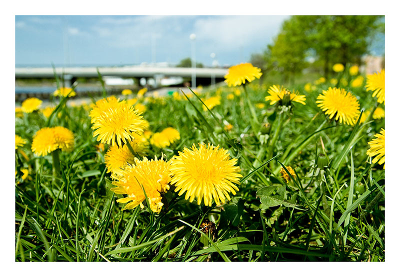 фото "желтые" метки: пейзаж, весна