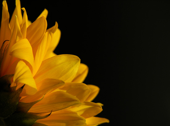 photo "...sunny one so true..." tags: nature, flowers