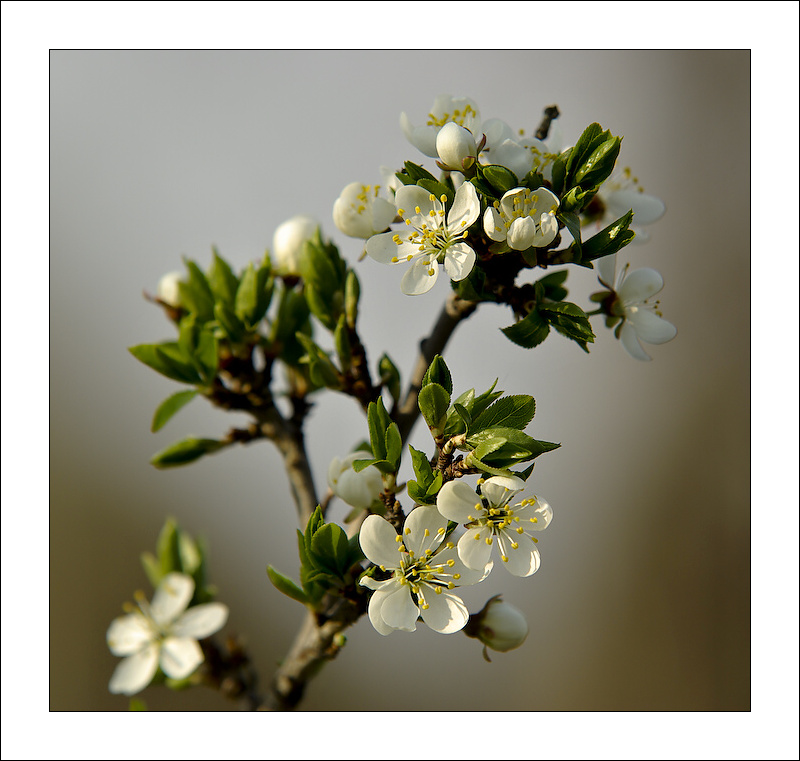 фото "***" метки: природа, цветы
