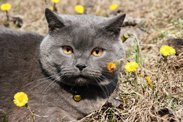 фото "кот весной" метки: портрет, природа, домашние животные