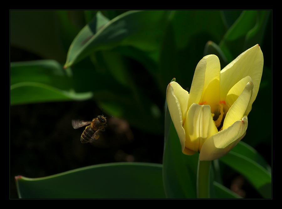 photo "***" tags: nature, flowers, insect