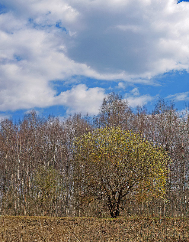 photo "***" tags: landscape, spring