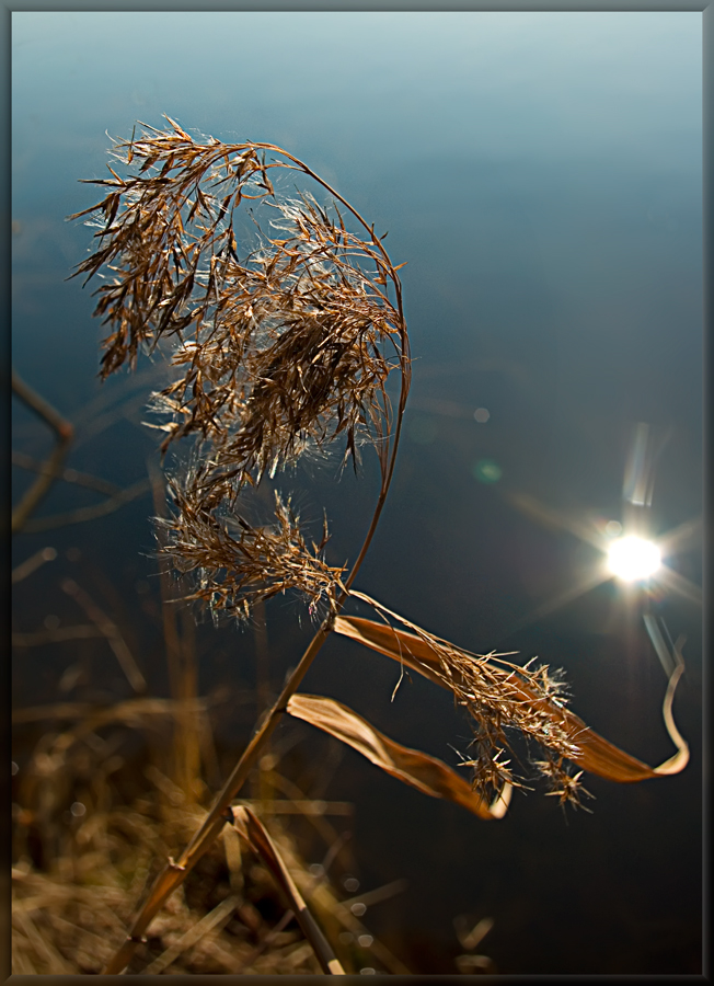 photo "Game with the sun" tags: macro and close-up, nature, flowers