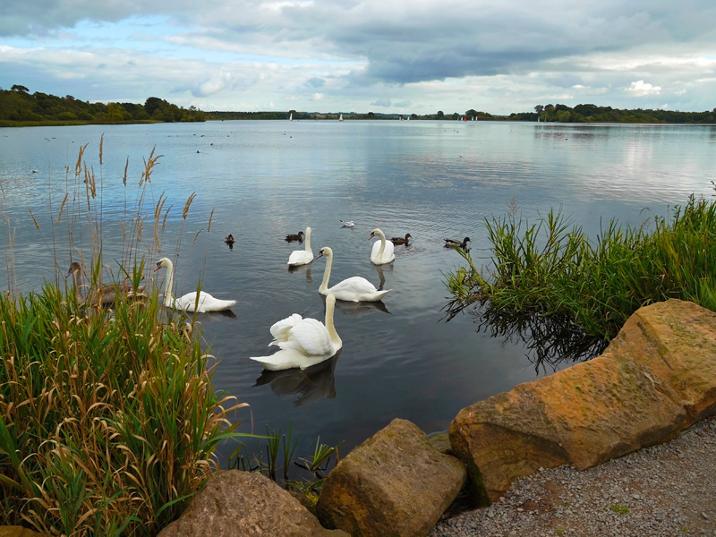 фото "Swan Lake" метки: пейзаж, природа, вода