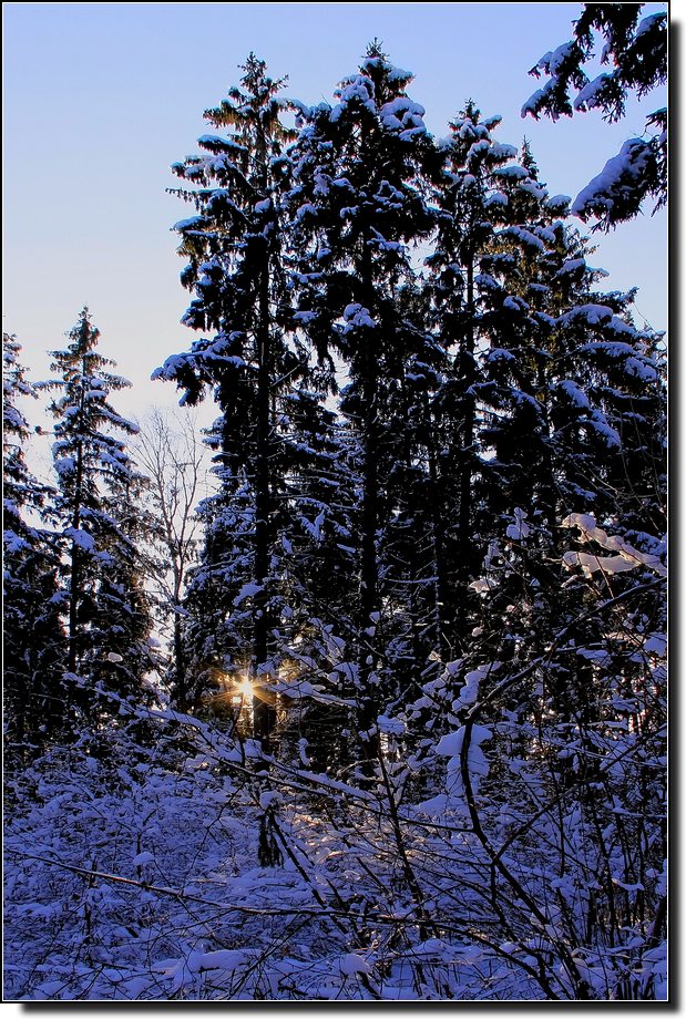 фото "Зимнее  утро в лесу" метки: пейзаж, закат, лес
