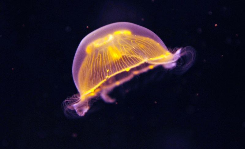 фото "Jelly Fish" метки: природа, подводные, дикие животные