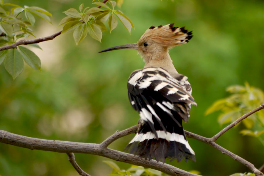 photo "Hoopoe: coquette" tags: nature, wild animals