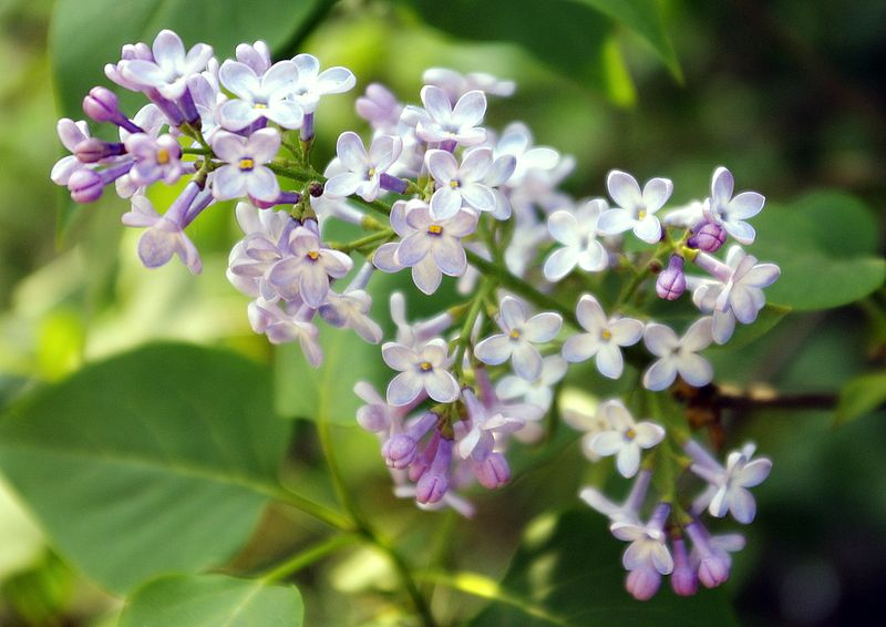 photo "***" tags: nature, fragment, flowers