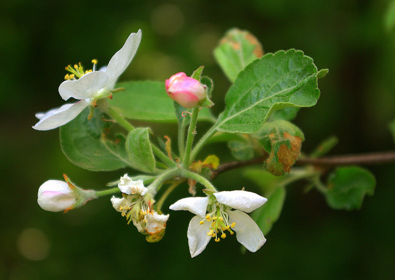 photo "***" tags: nature, macro and close-up, flowers