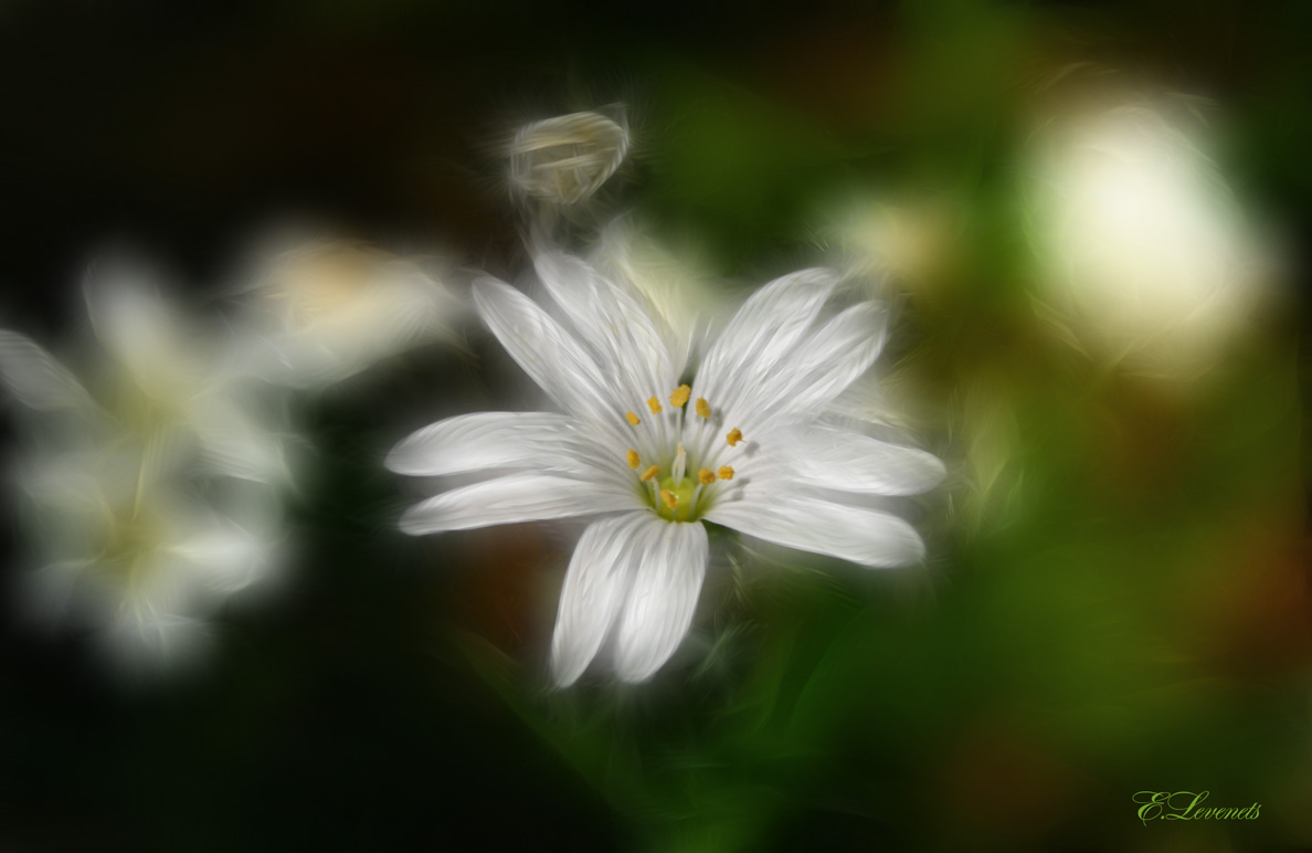 photo "***" tags: nature, flowers
