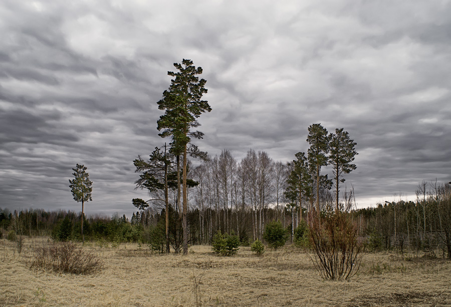 фото "Хмурое утро" метки: пейзаж, лес