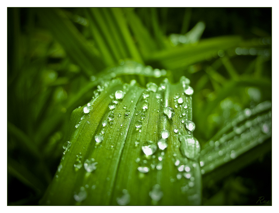 photo "After rain" tags: macro and close-up, 