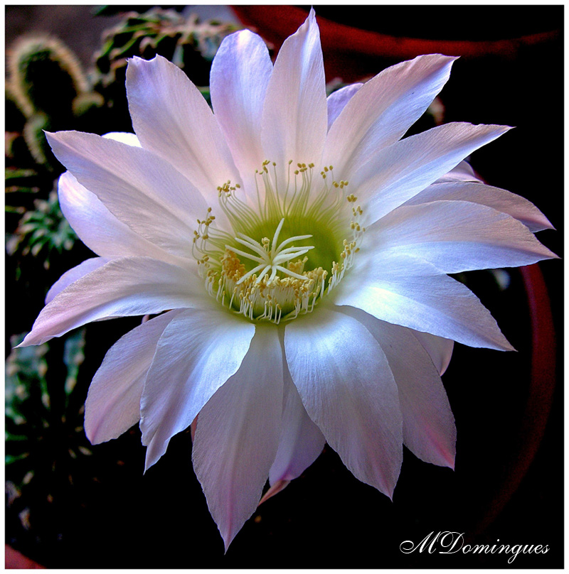 photo "Echinopsis oxygona" tags: nature, macro and close-up, flowers