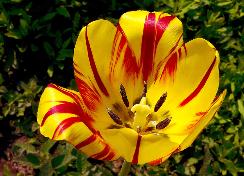 фото "Spring beauty II" метки: природа, натюрморт, цветы
