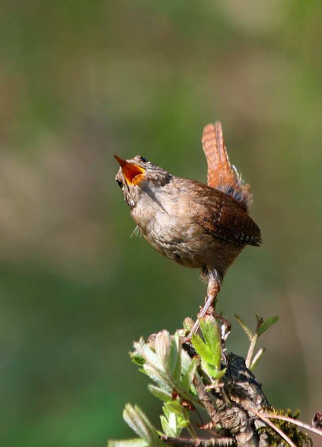 photo "***" tags: nature, wild animals