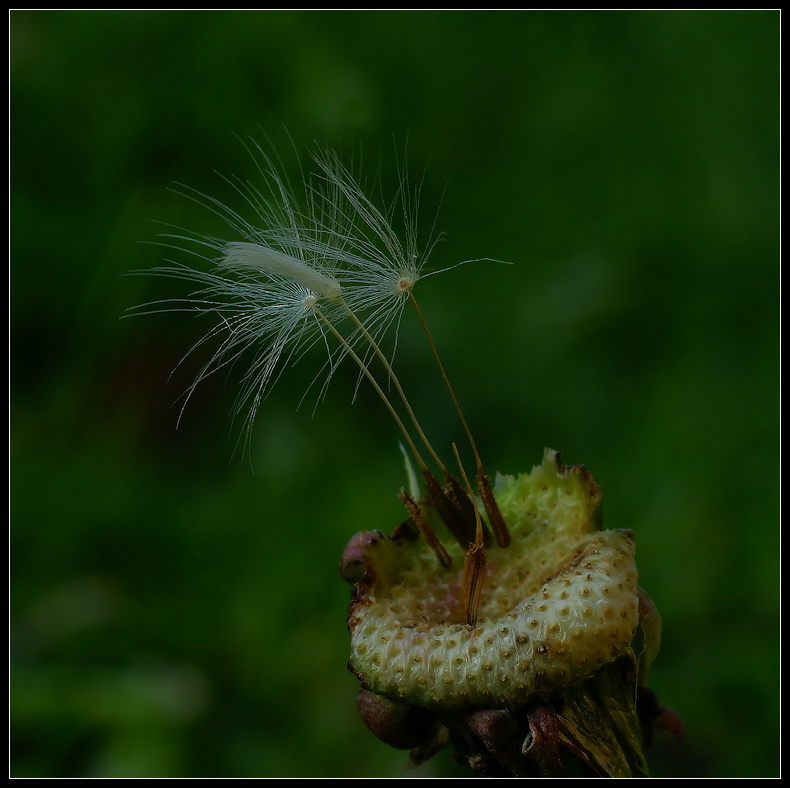 фото "***" метки: природа, 