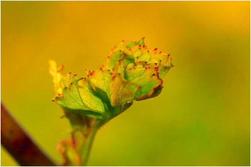 фото "colours..." метки: природа, цветы
