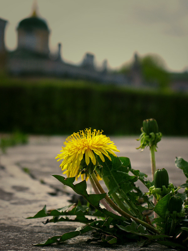 photo "***" tags: nature, macro and close-up, flowers