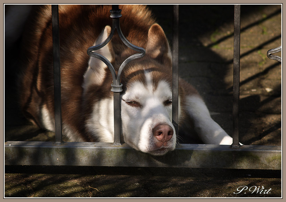 photo "***" tags: nature, pets/farm animals