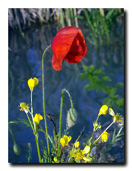 photo "***" tags: nature, flowers