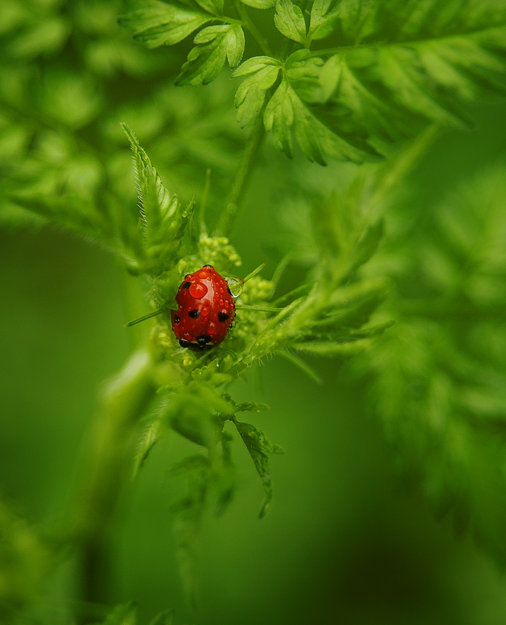 photo "After rain" tags: macro and close-up, 