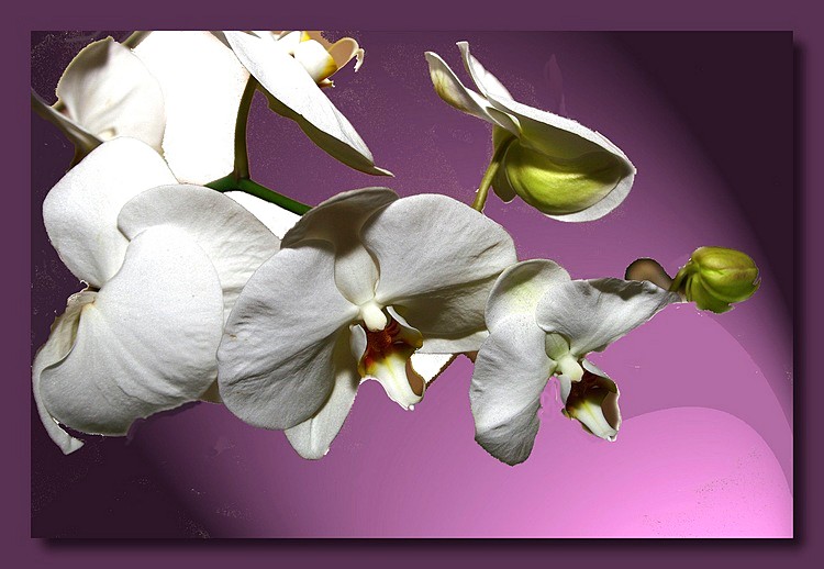 фото "white orchids" метки: природа, цветы