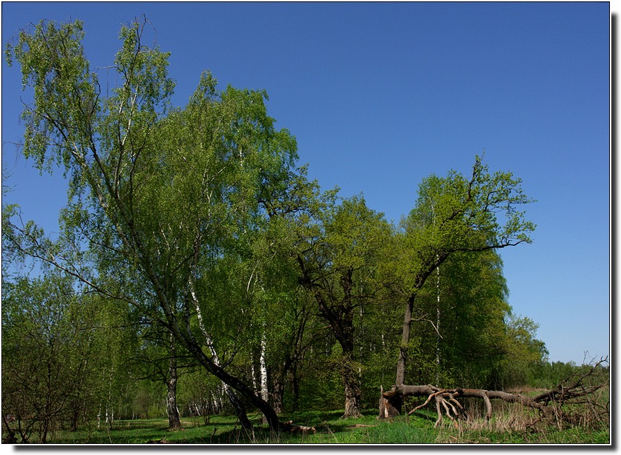 photo "After the falling of lightning .." tags: landscape, nature, forest