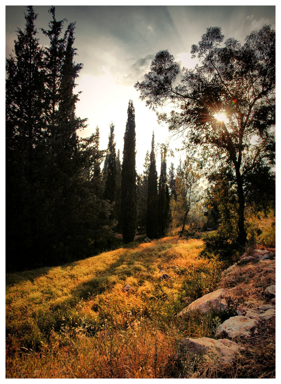 photo "In a Jerusalem's forest" tags: landscape, forest, summer