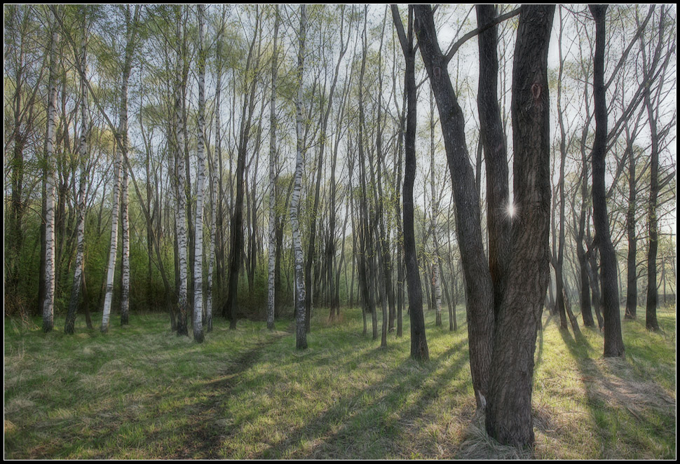 фото "Весеннее утро" метки: пейзаж, весна, лес