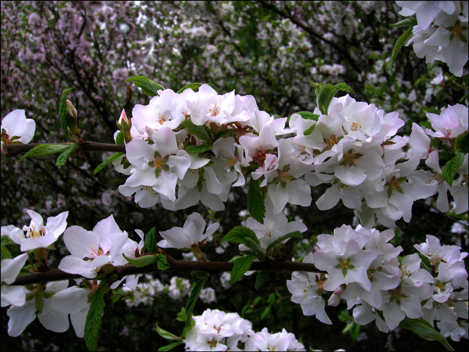 photo "***" tags: nature, flowers