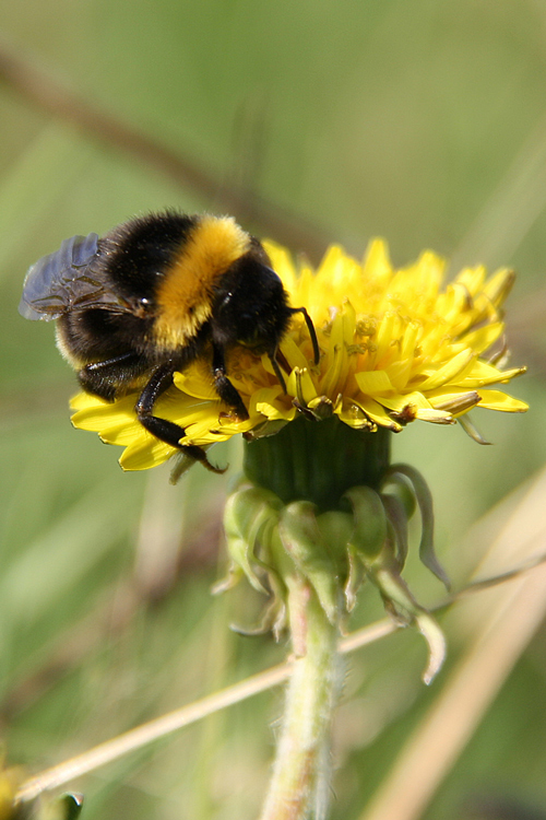 photo "Bumblebee" tags: macro and close-up, nature, insect