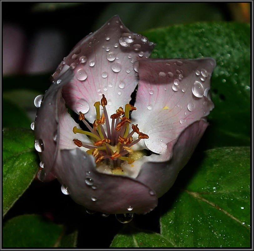 photo "АК" tags: nature, macro and close-up, flowers