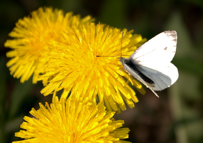 photo "***" tags: macro and close-up, nature, insect